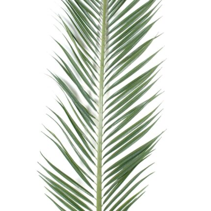 Künstlicher Mascarena-Palmenzweig, ca 185cm, grün