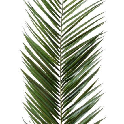 Künstlicher Canariensis Palmzweig, ca 150cm, grün