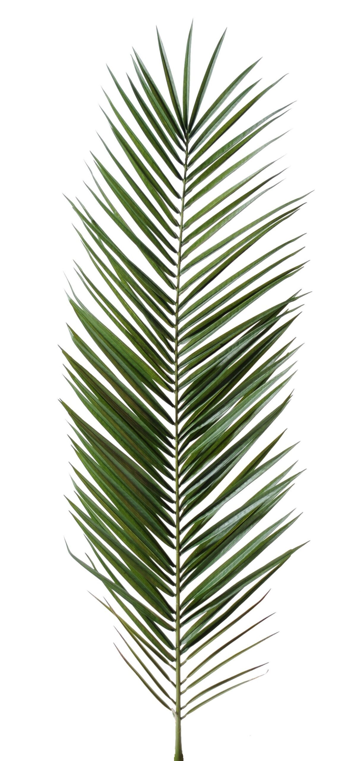 Künstlicher Canariensis Palmzweig, ca 150cm, grün 1 Künstlicher Canariensis Palmzweig, ca 150cm, grün