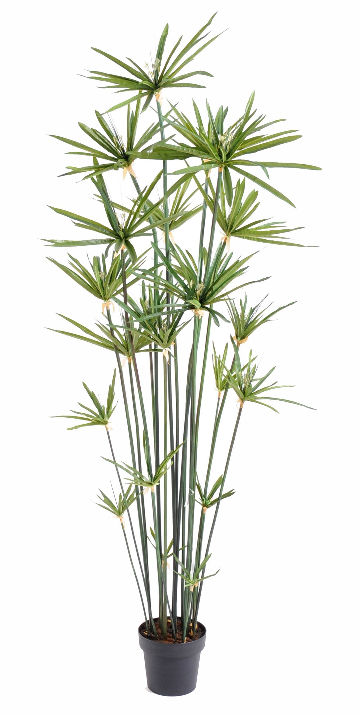 Künstlicher Papyrus, 185 cm hoch, pflegeleicht und grün 1 Künstlicher Papyrus, 185 cm hoch, pflegeleicht und grün