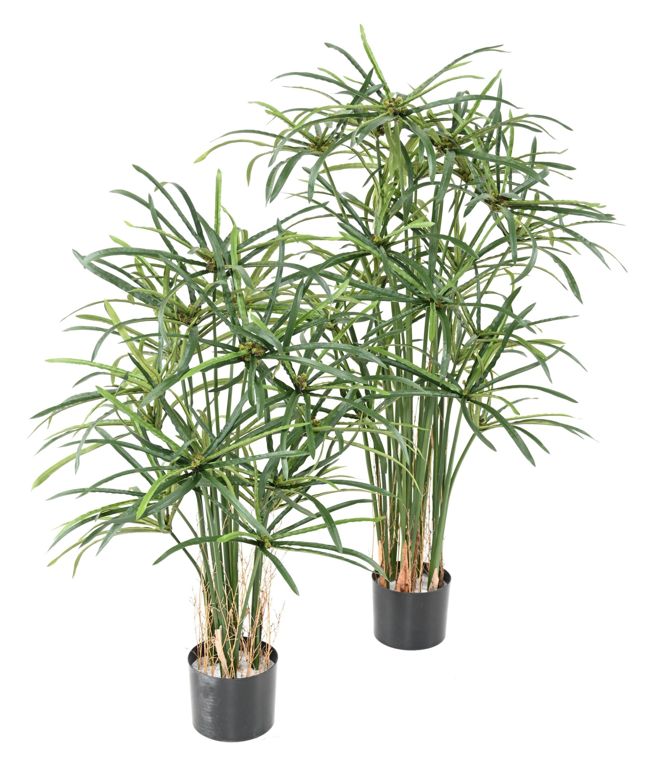 Künstlicher Papyrus Alternifolius, 130cm hoch, grün 1 Künstlicher Papyrus Alternifolius, 130cm hoch, grün