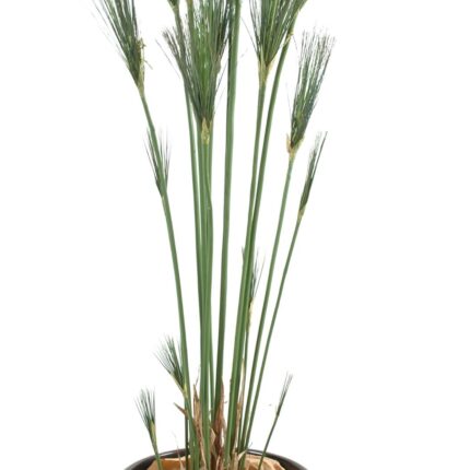 Künstlicher Cyperus Papyrus, 155cm hoch, grün