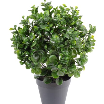 Künstlicher Peperomia Busch, 60cm hoch, grün
