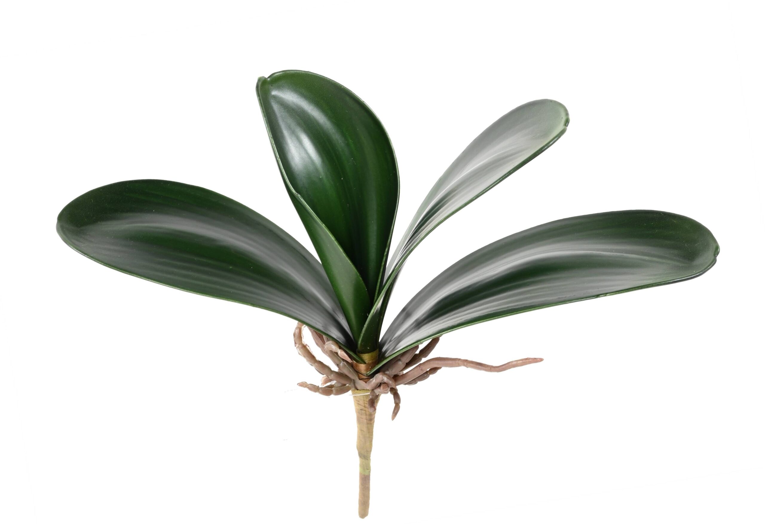 Künstlicher Phalaenopsis Blattzweig, ca 25cm, grün 1 Künstlicher Phalaenopsis Blattzweig, ca 25cm, grün