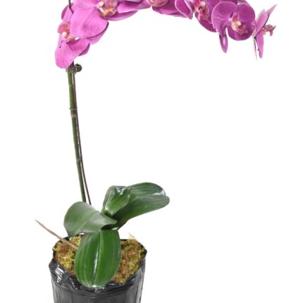 Künstliche Phalaenopsis Orchidee, ca 60cm, fuchsia
