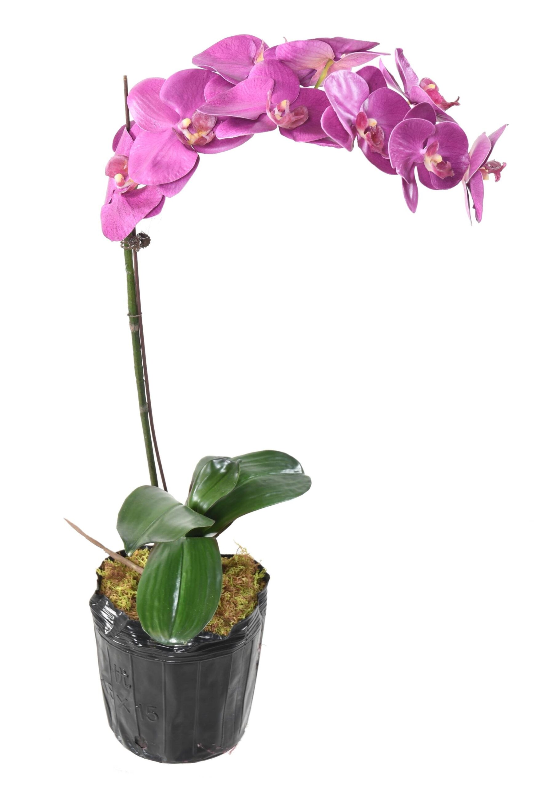 Künstliche Phalaenopsis Orchidee, ca 60cm, fuchsia 1 Künstliche Phalaenopsis Orchidee, ca 60cm, fuchsia