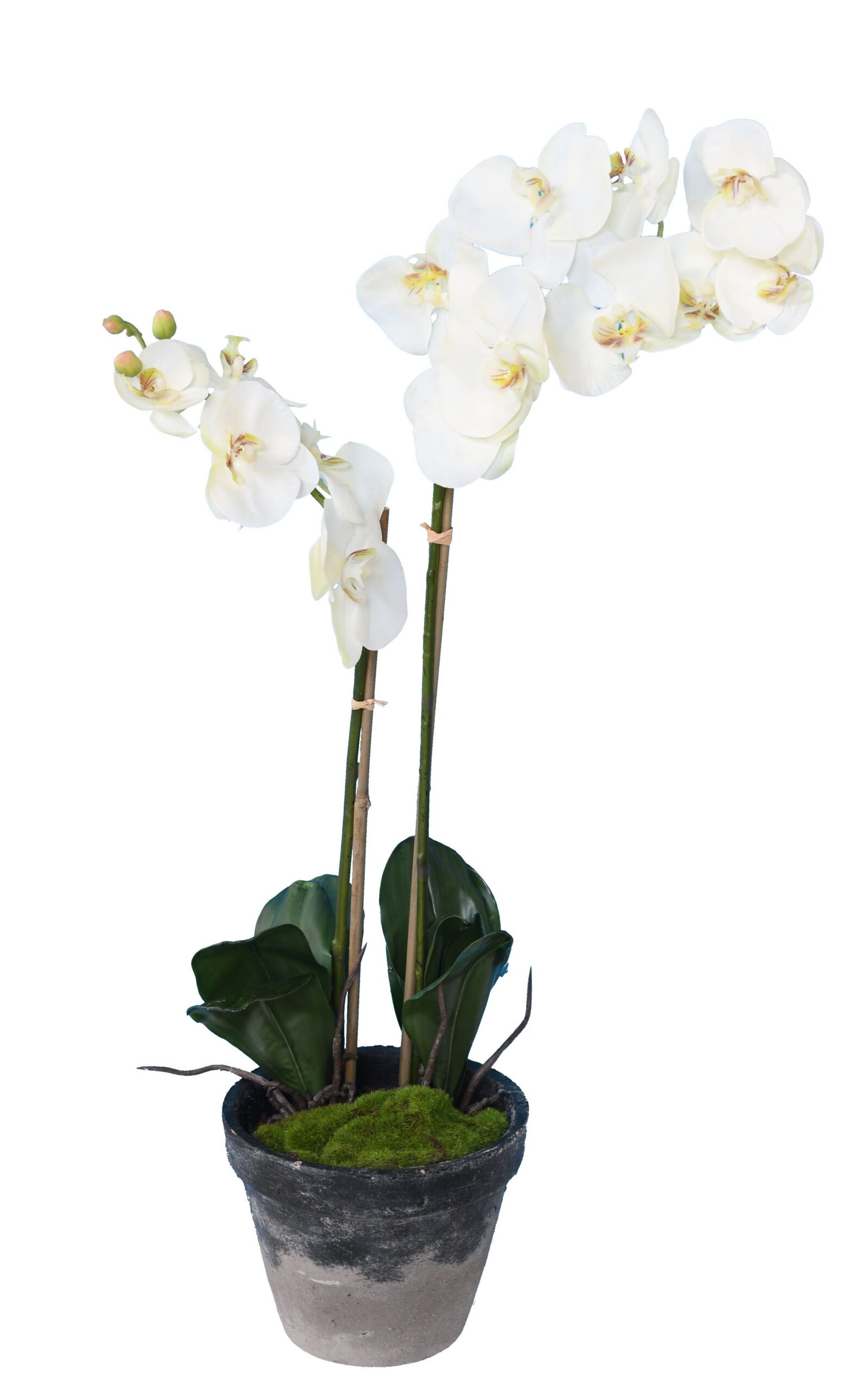 Künstliche Phalaenopsis Orchidee, ca 85cm, weiss 1 Künstliche Phalaenopsis Orchidee, ca 85cm, weiss