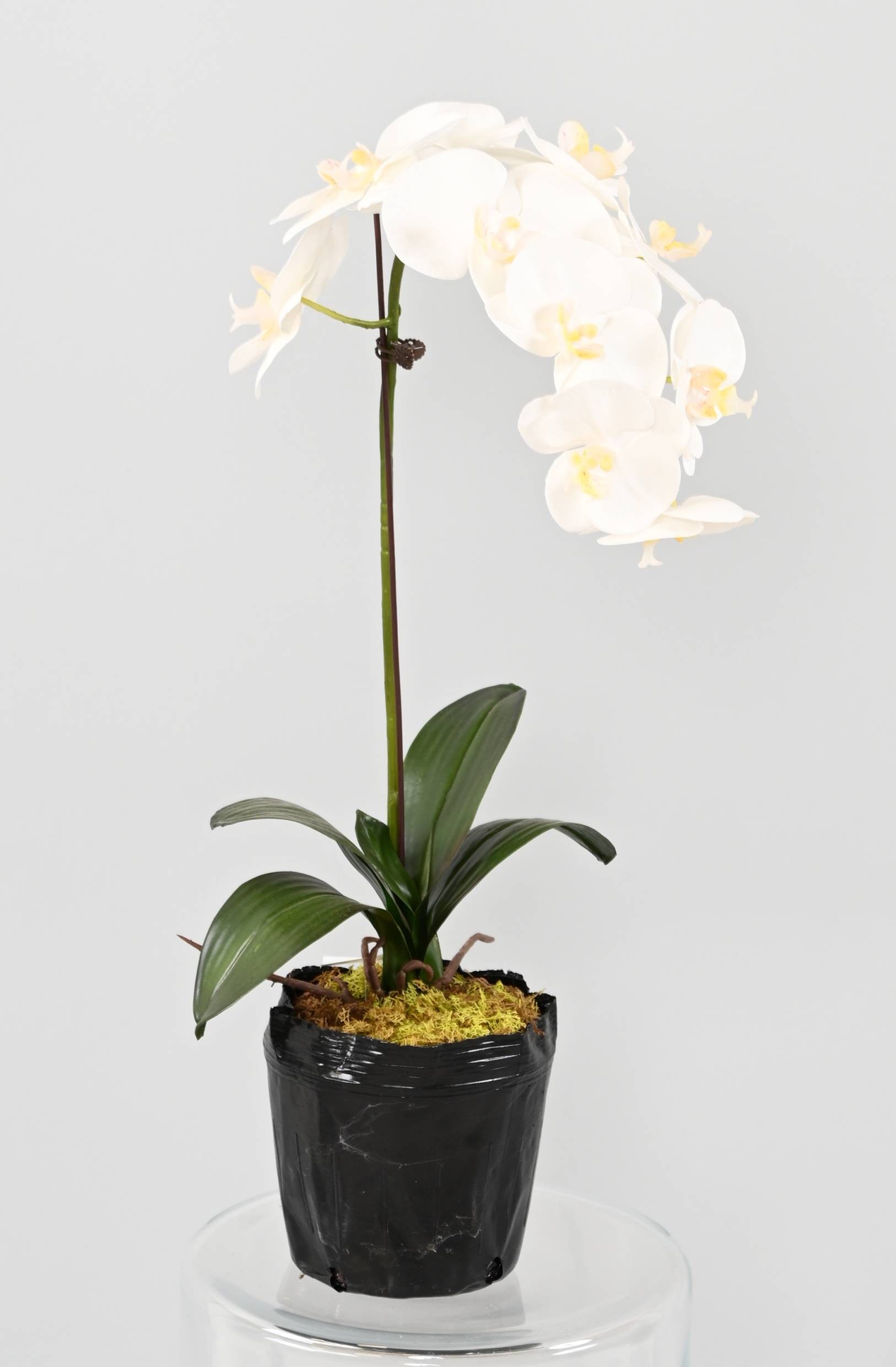 Künstliche Phalaenopsis Orchidee, ca 85cm, weiss 1 Künstliche Phalaenopsis Orchidee, ca 85cm, weiss