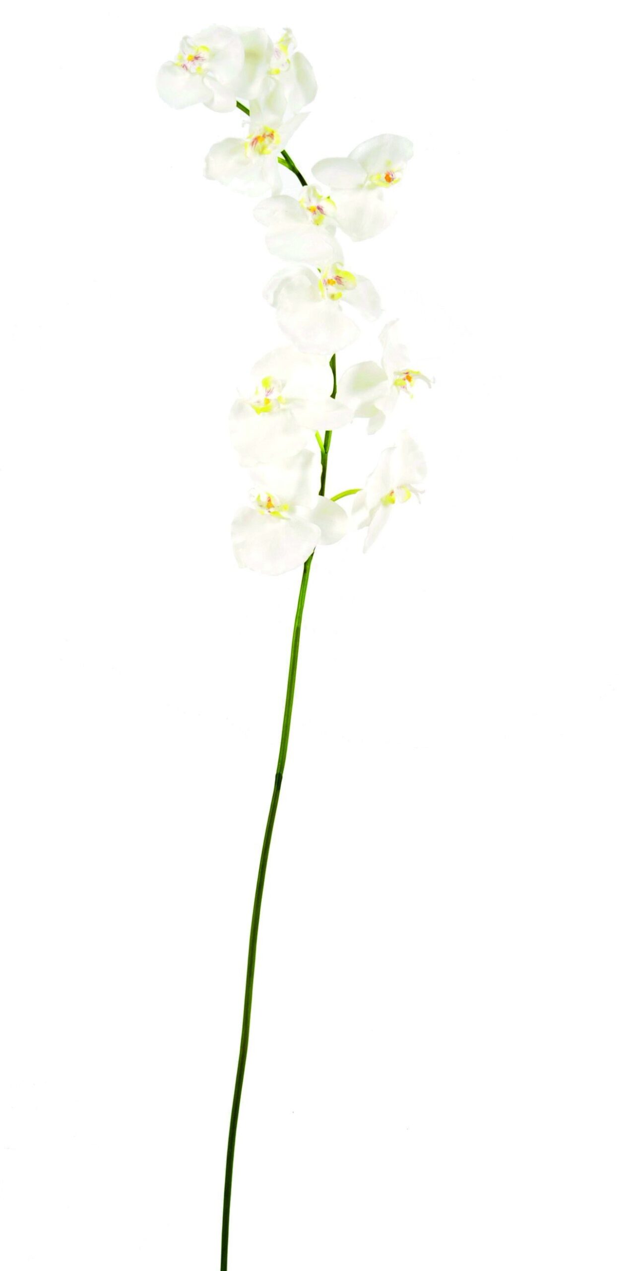 Künstliche Phalaenopsis, weiß, ca. 160cm hoch 1 Künstliche Phalaenopsis, weiß, ca. 160cm hoch
