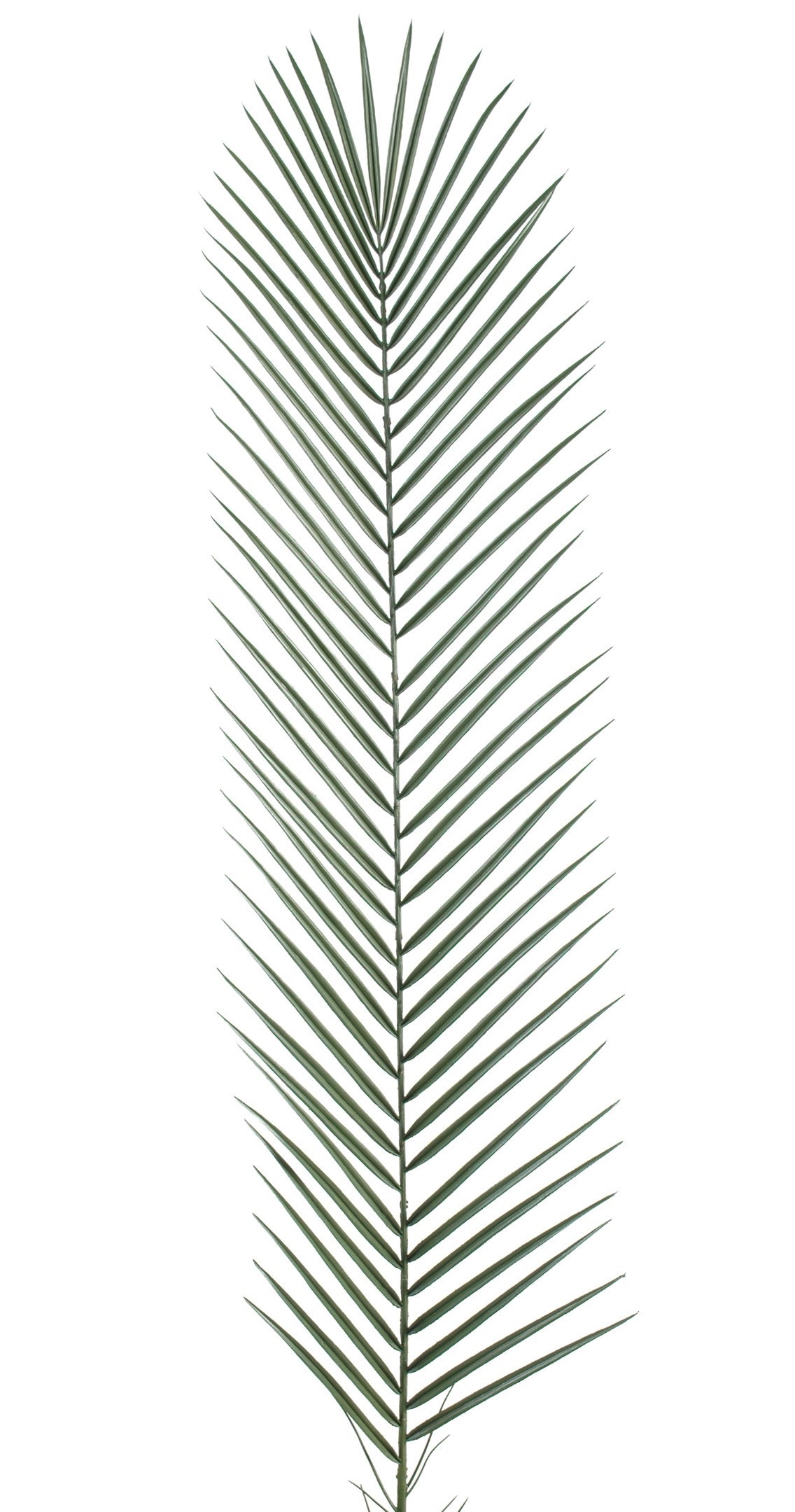 Künstlicher Phoenix Palmzweig, ca 135cm, grün 1 Künstlicher Phoenix Palmzweig, ca 135cm, grün