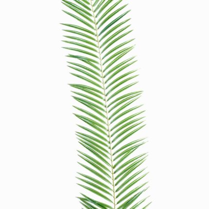 Künstlicher Phoenix Palmzweig, ca 110cm, grün