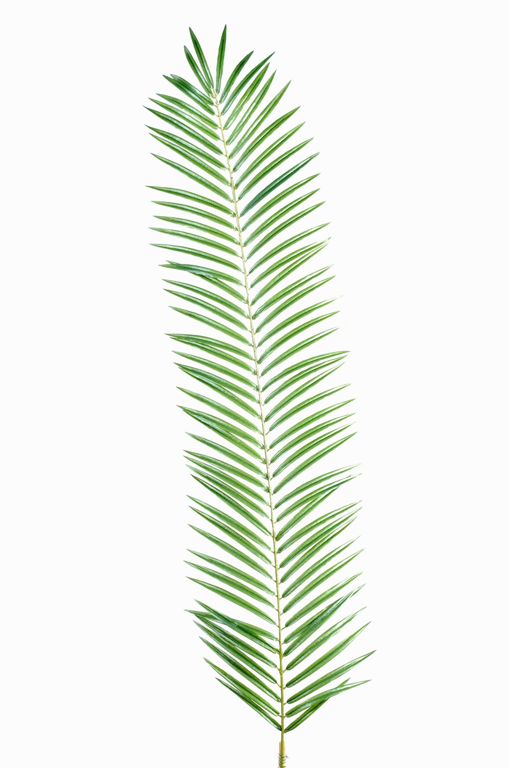 Künstlicher Phoenix Palmzweig, ca 110cm, grün 1 Künstlicher Phoenix Palmzweig, ca 110cm, grün