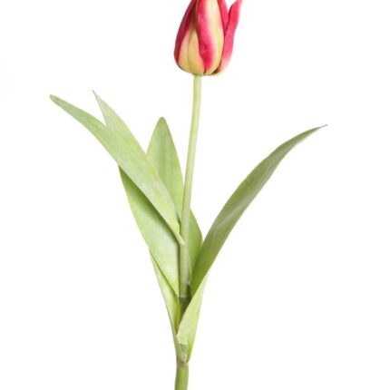 Künstliche Tulpe, Weiß/Fuchsia, ca. 42cm hoch