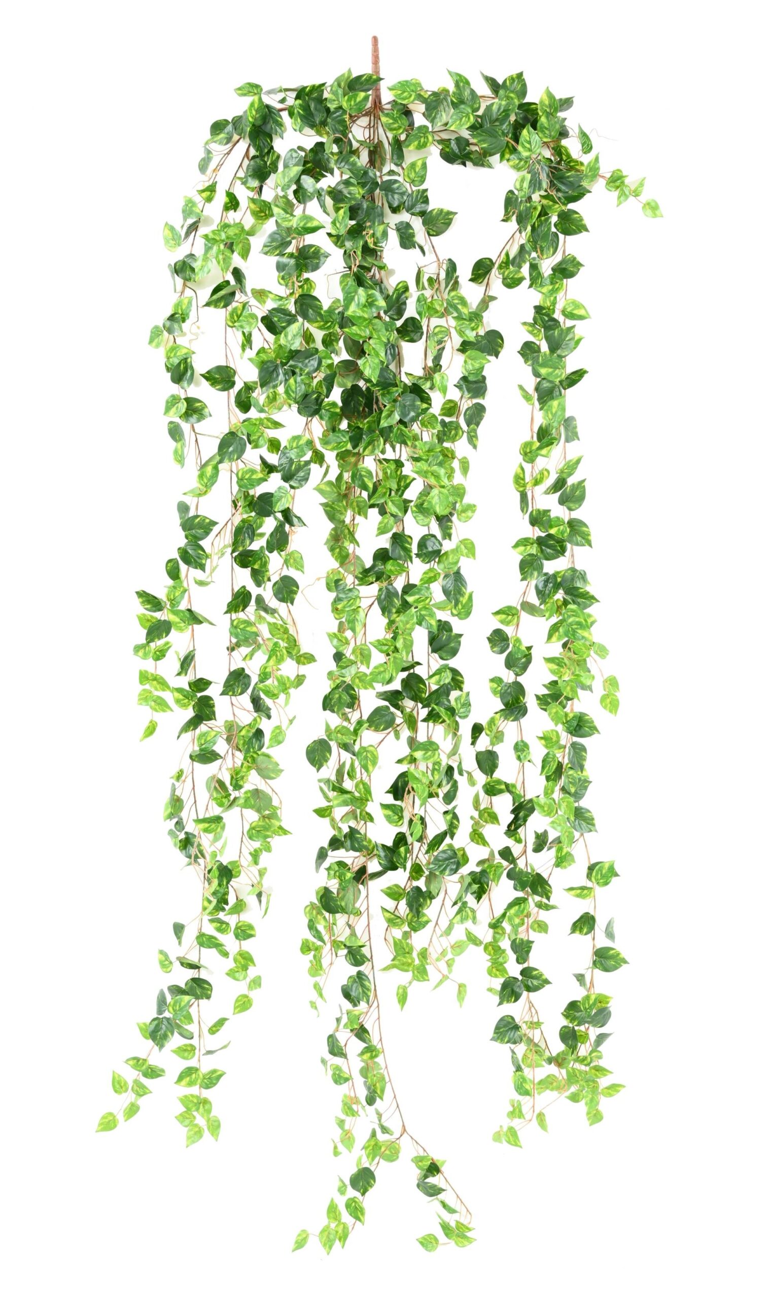 Künstliche Hängepflanze Pothos, ca. 200cm, bunt 1 Künstliche Hängepflanze Pothos, ca. 200cm, bunt
