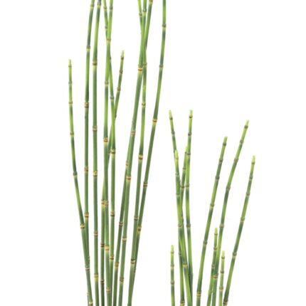 Künstlicher Presle: Pflegeleichte Deko für Ihr Zuhause