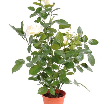 Künstliche weisse Königrose, ca 60cm, grün