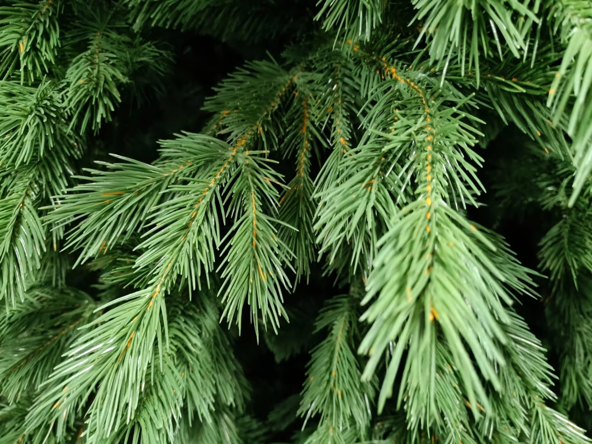 Künstliche Rottanne PE/PVC, ca. 210cm 3 Künstliche Rottanne PE/PVC, ca. 210cm – Bild 3