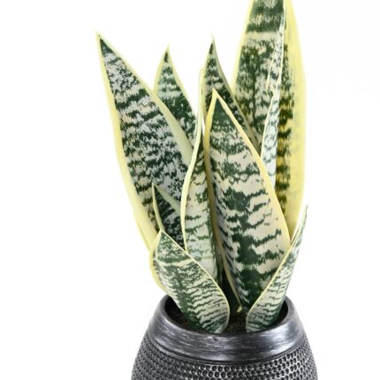 Künstliche Sansevieria, 49cm hoch, pflegeleicht & grün