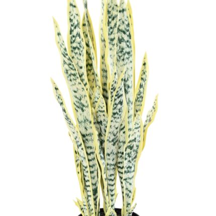 Künstliche Sansevieria, 85cm hoch, pflegeleicht & grün