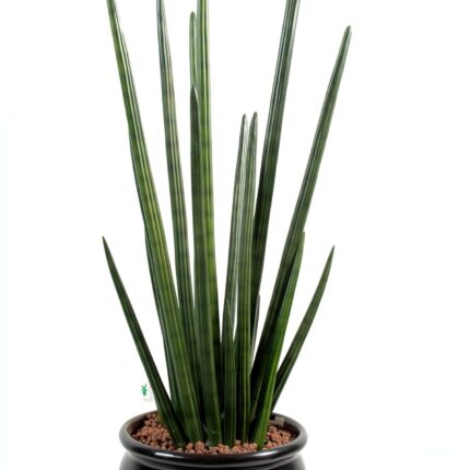 Künstliche Sansevieria, 90cm hoch, pflegeleicht, grün