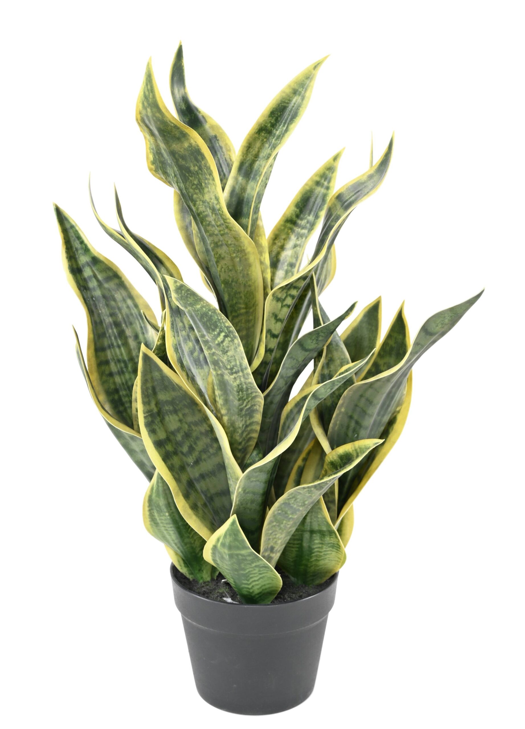 Künstliche Sansevieria Masoniana, 66cm hoch, grün 1 Künstliche Sansevieria Masoniana, 66cm hoch, grün