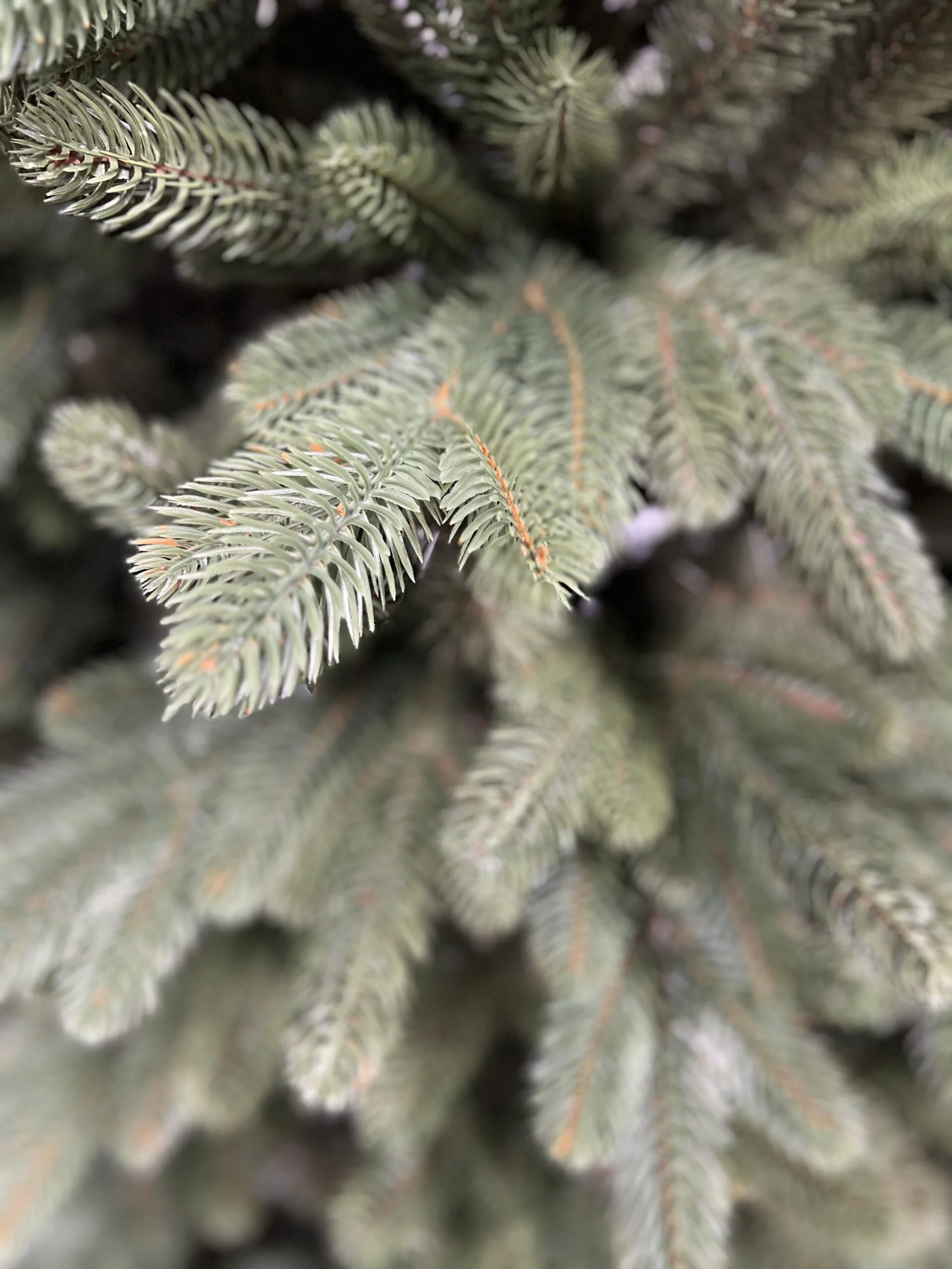 Künstlicher Weihnachtsbaum Spanische Tanne PE/PVC, ca. 170cm 3 Künstlicher Weihnachtsbaum Spanische Tanne PE/PVC, ca. 170cm – Bild 3