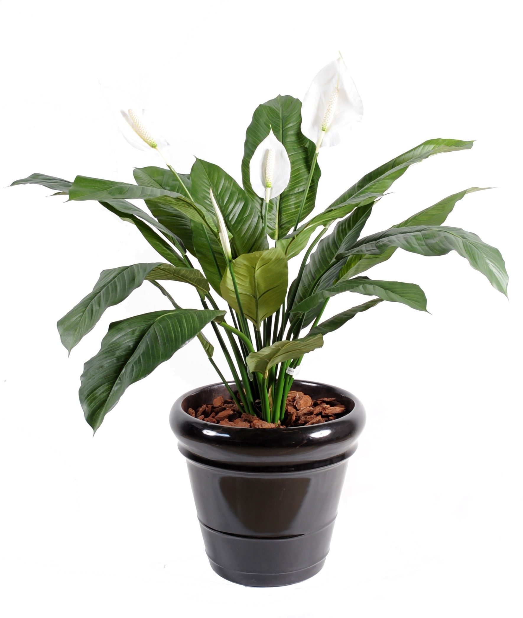 Künstlicher Spathiphyllum: Pflegeleichte Eleganz für Ihr Zuhause 1 Künstlicher Spathiphyllum: Pflegeleichte Eleganz für Ihr Zuhause