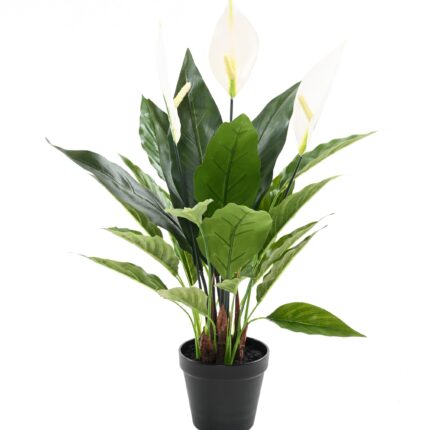 Friedenslilie (Spathiphyllum) 50cm - Pflegeleicht & Elegant