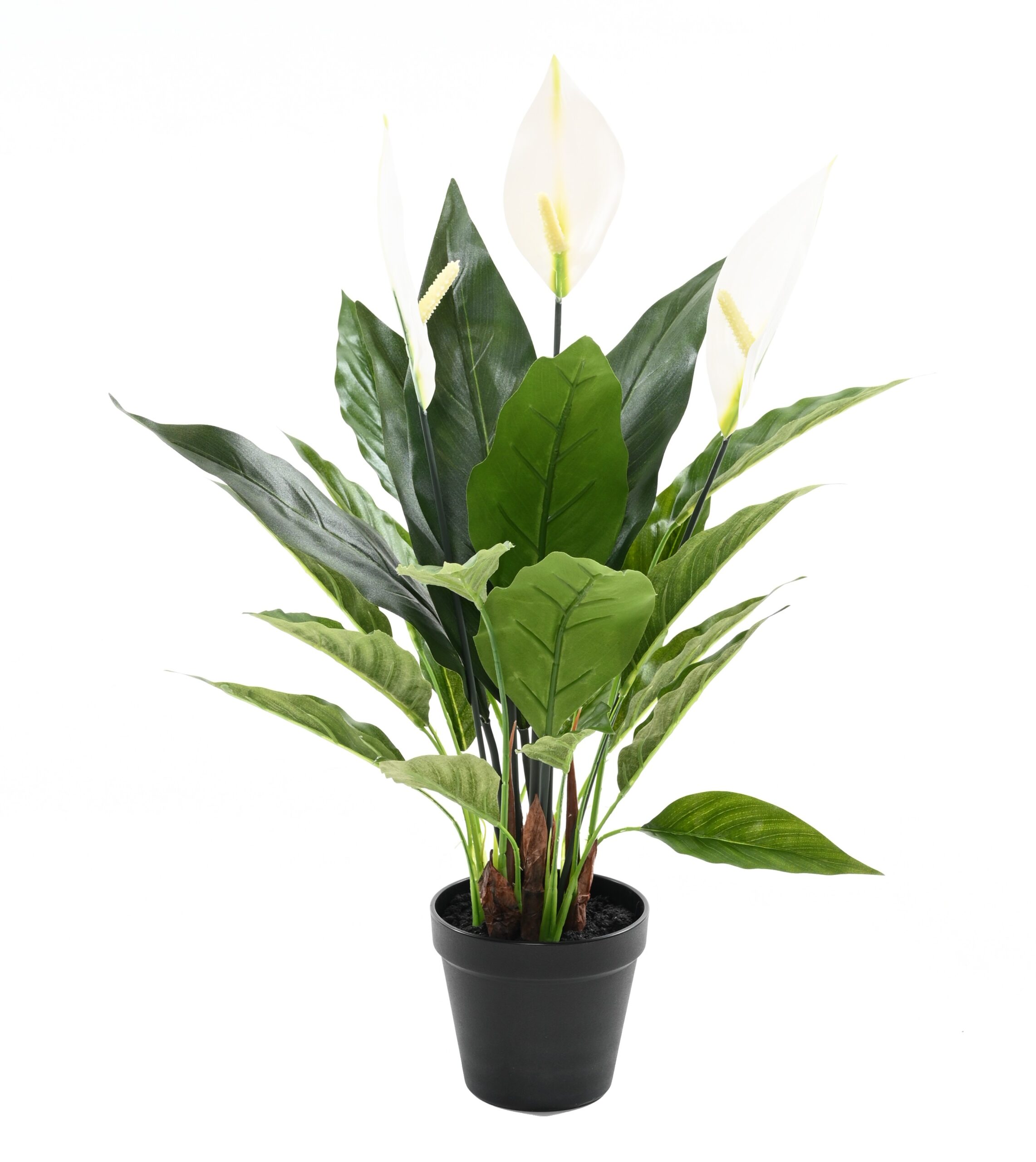 Friedenslilie (Spathiphyllum) 50cm - Pflegeleicht & Elegant 1 Friedenslilie (Spathiphyllum) 50cm - Pflegeleicht & Elegant