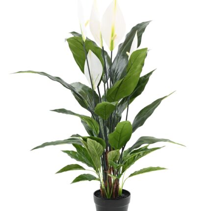 Elegante Spathiphyllum (Friedenslilie) 90cm hoch