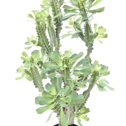 Künstliche Euphorbia: Pflegeleichte Deko für Ihr Zuhause