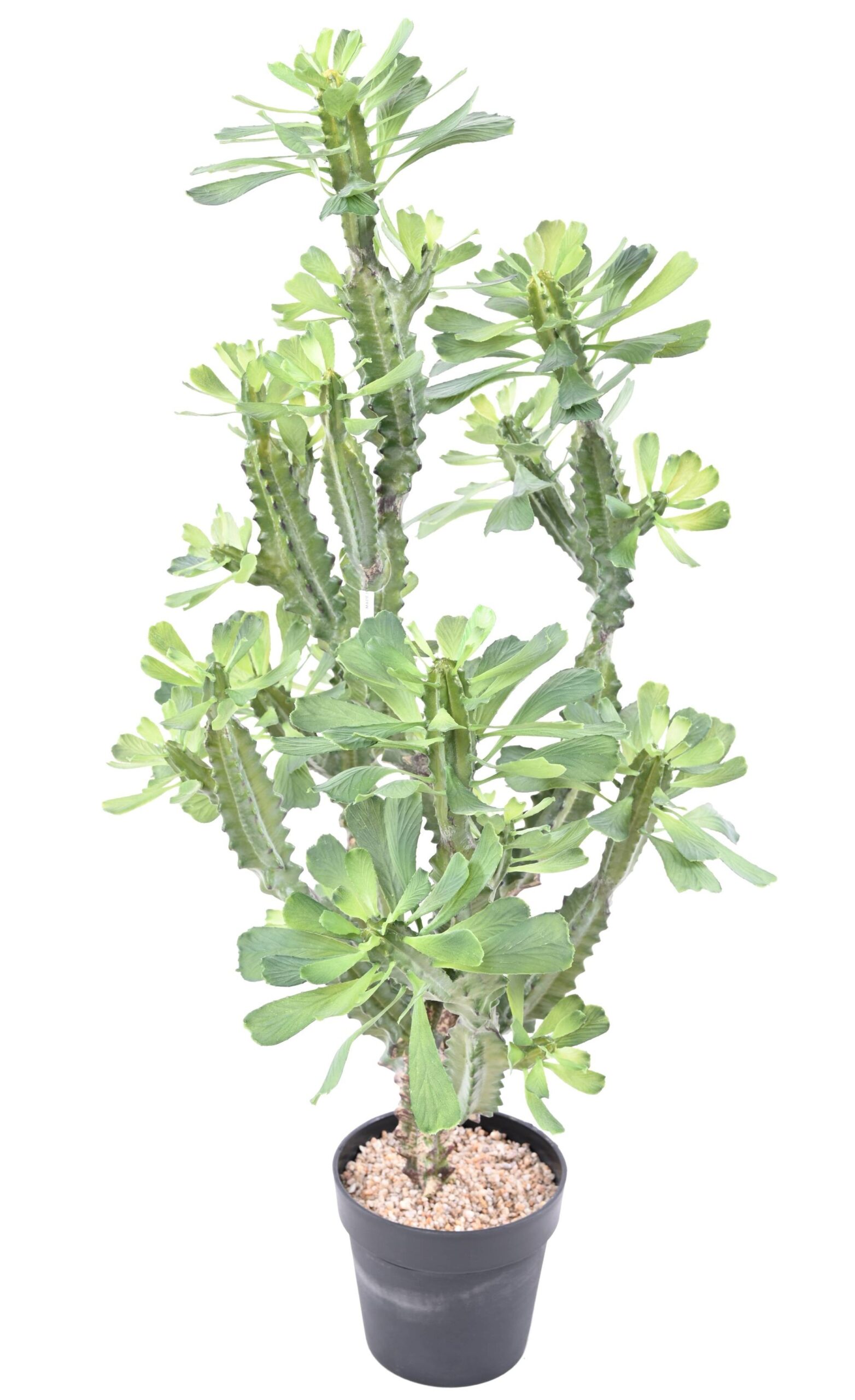 Künstliche Euphorbia: Pflegeleichte Deko für Ihr Zuhause 1 Künstliche Euphorbia: Pflegeleichte Deko für Ihr Zuhause