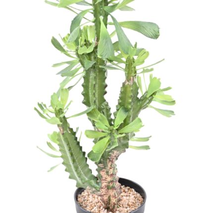 Künstliche Euphorbie: Pflegeleichte Deko für Ihr Zuhause