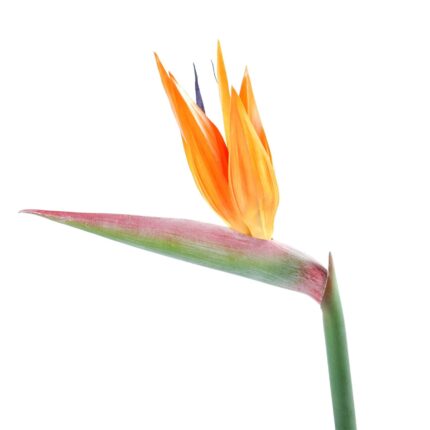 Künstliche Strelitzia, orange, ca. 90cm hoch