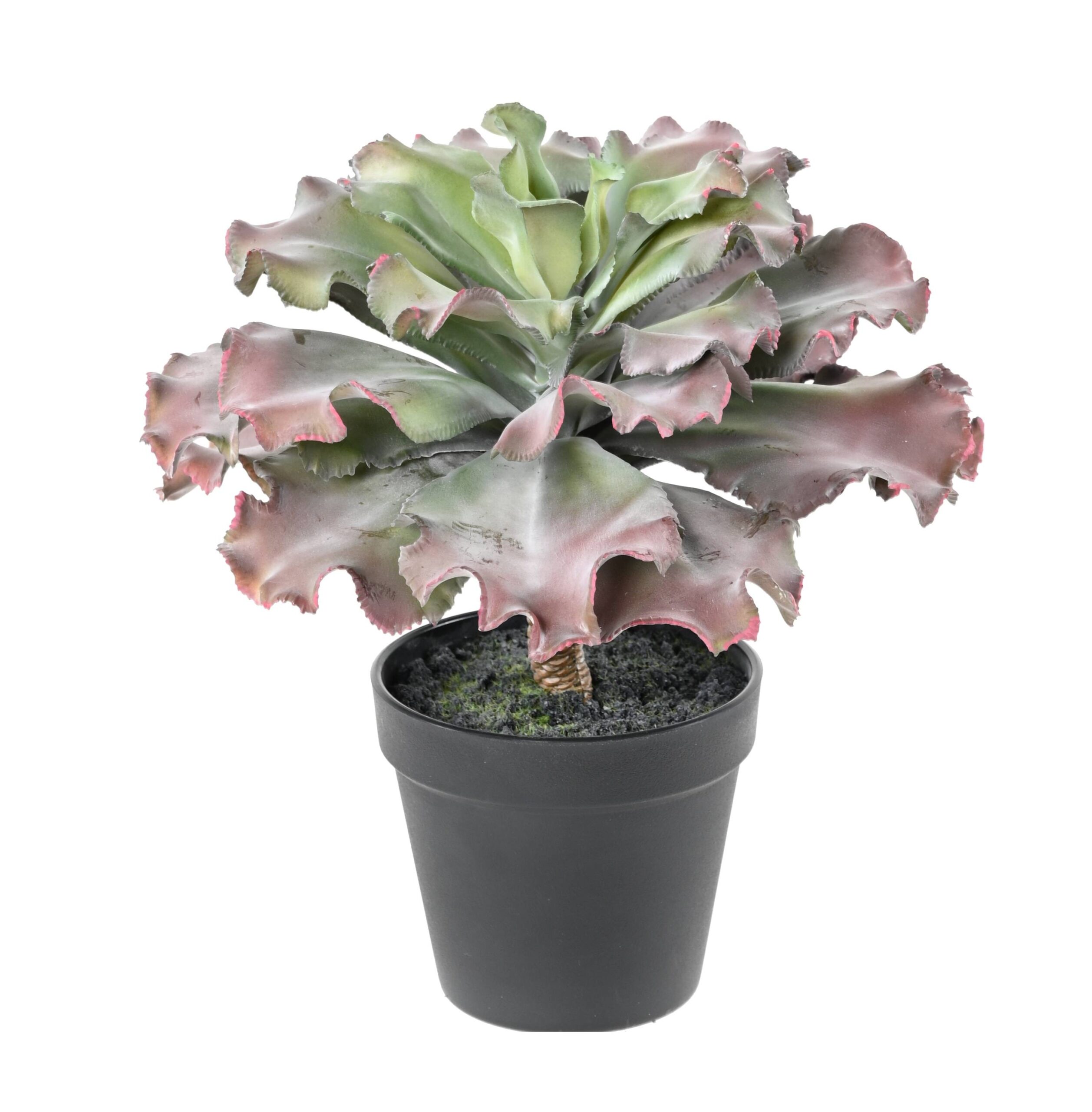 Künstliche Sukkulente Adromischus, 27cm hoch, grün 1 Künstliche Sukkulente Adromischus, 27cm hoch, grün