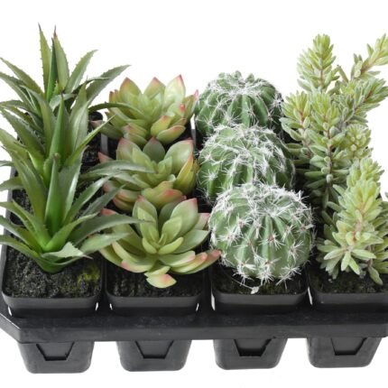 Künstliche Sukkulenten: Pflegeleichte Deko für Ihr Zuhause