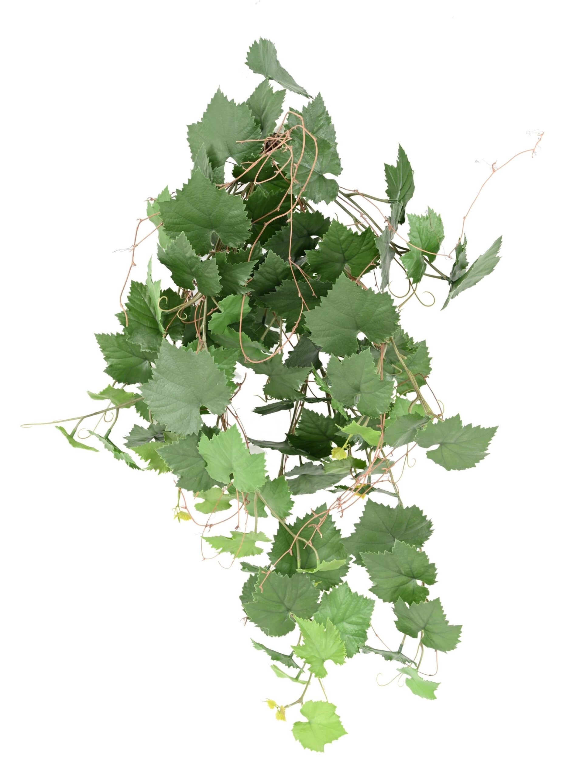Künstliche Weinreben-Hängende Pflanze, ca. 90cm 1 Künstliche Weinreben-Hängende Pflanze, ca. 90cm