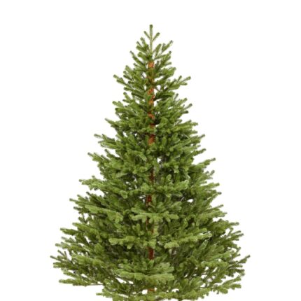 Premium Spritzguss Nordmanntanne, ca. 150cm